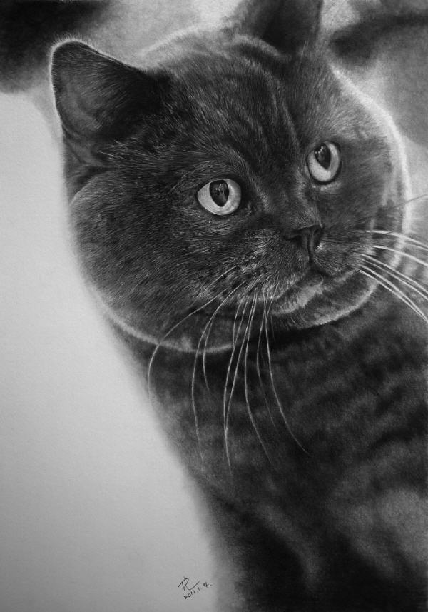 Pencil Sketches by Paul Lung