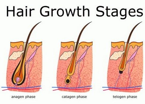 plaukai growth cycle