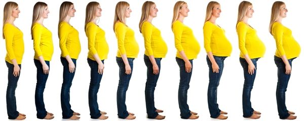 nosečnost stages
