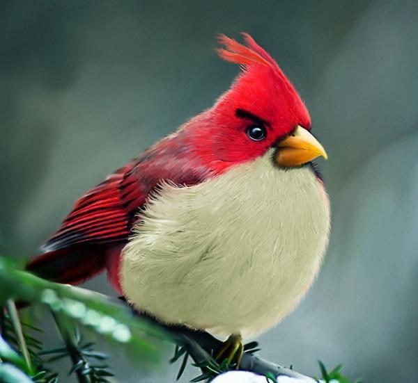 Real Angry Bird