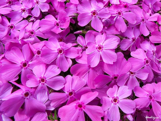 The beauty of Pink flowers