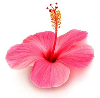 Apply A Hibiscus Mask for hair soft