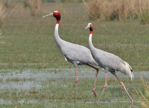 bird sanctuaries in india