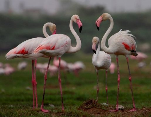 bird sanctuaries in india10
