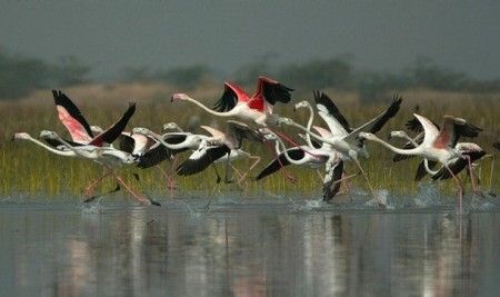 paukštis sanctuaries in india12