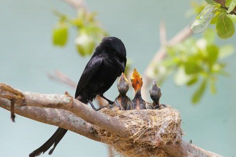 paukštis sanctuaries in india15