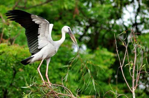 bird sanctuaries in india5