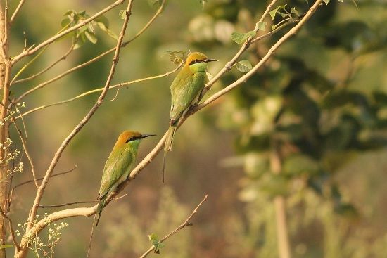 bird sanctuaries in india6