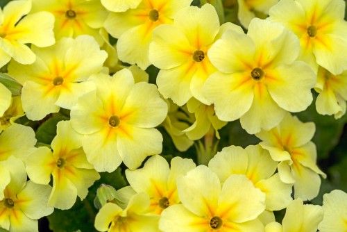 Top 25 cele mai frumoase flori galbene