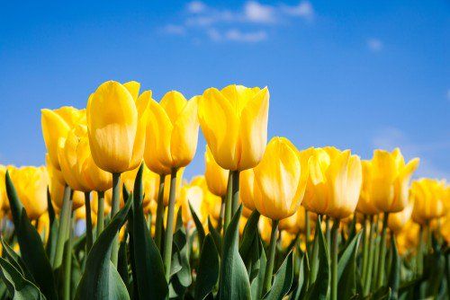 Top 25 cele mai frumoase flori galbene