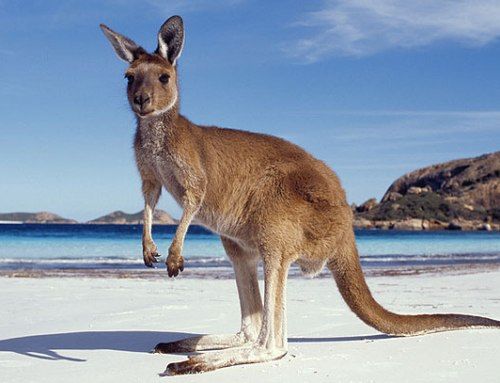 lună de miere Places in Australia Kangaroo Island