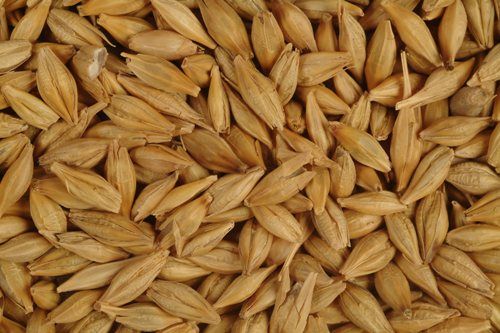 Beneficii of Barley