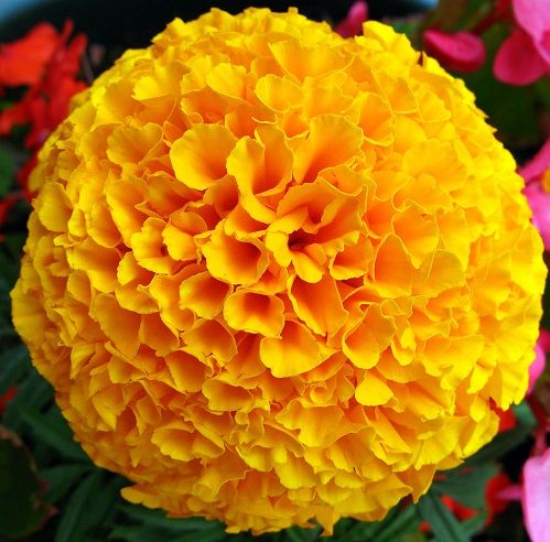 homemade-masoor-dal-face-packs-marigold-flower