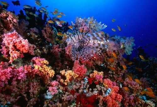 Medeni mesec Places In Maldives - HP Reef