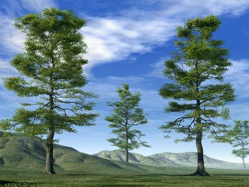 TOP 15 TYPES OF FOREST4