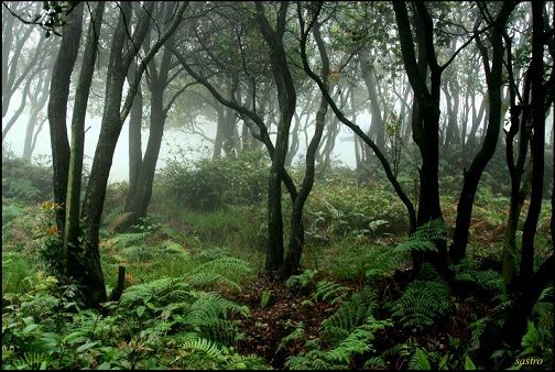 TOP 15 TYPES OF FOREST7