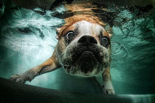 Fotografie de câine subacvatică de Seth Casteel