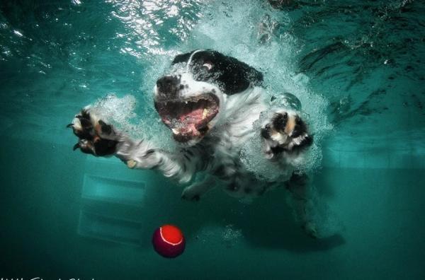 Fotografie de câine subacvatică de Seth Casteel