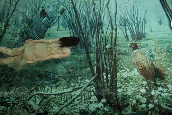 Underwater Photography by Susanna Majuri