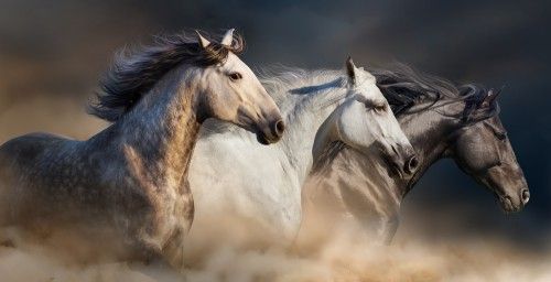 Mit jelent az, amikor álmodsz a lovakról?